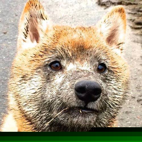 澳洲自由泳短距离优势依旧明显，澳洲自由泳名将